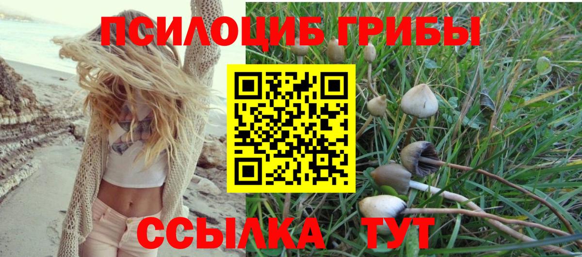Котовск  Галлюциногенные грибы Psilocybine cubensis  Галлюциногенные грибы прущие грибы  Вход с VPN 